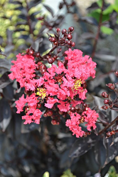 Creating a Magical Fairy Garden with Magic Crepe Myrtlex